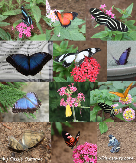 Butterflies