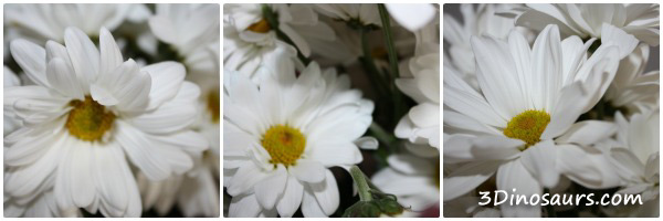 Flower Coloring Experiment