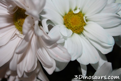 Flower Coloring Experiment