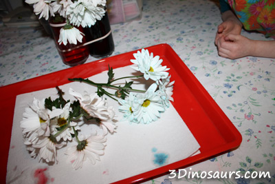 Flower Coloring Experiment