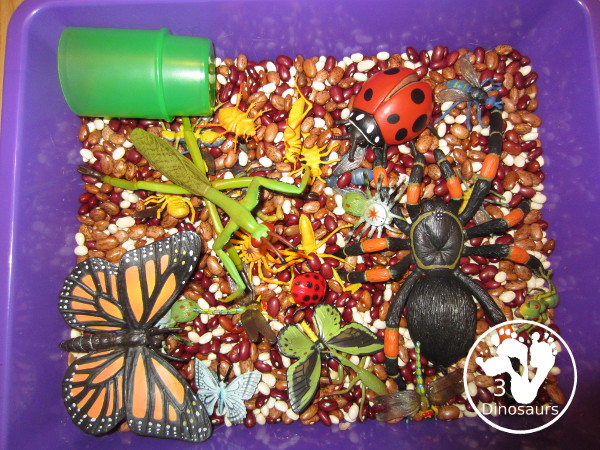 Bug Sensory Bin - a simple sensory bin with beans for the filler and random bugs in the sensory bin. It is easy to set up and use with kids in kindergarten and prek. 3Dinosaurs.com
