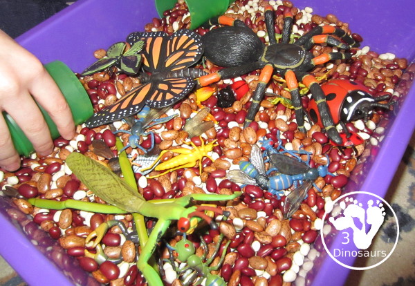 Bug Sensory Bin - a simple sensory bin with beans for the filler and random bugs in the sensory bin. It is easy to set up and use with kids in kindergarten and prek. 3Dinosaurs.com