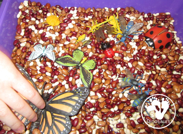 Bug Sensory Bin - a simple sensory bin with beans for the filler and random bugs in the sensory bin. It is easy to set up and use with kids in kindergarten and prek. 3Dinosaurs.com
