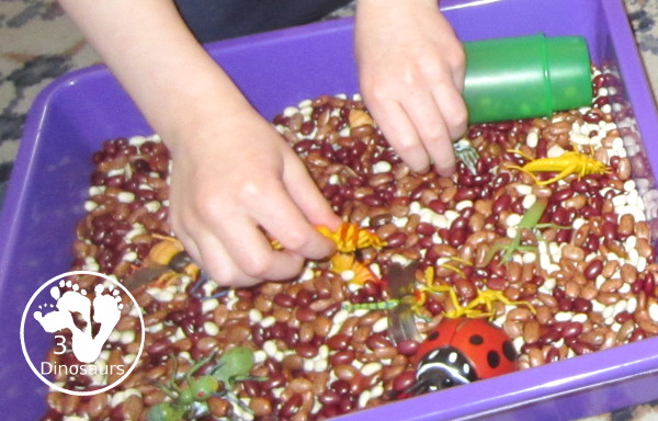 Bug Sensory Bin - a simple sensory bin with beans for the filler and random bugs in the sensory bin. It is easy to set up and use with kids in kindergarten and prek. 3Dinosaurs.com