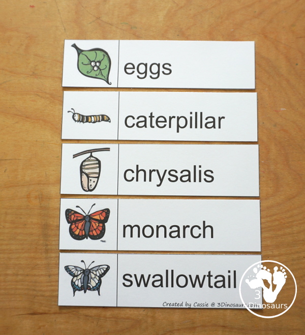 Free Life Cycle of a Butterfly Pack - a 70 page prek and kindergarten and 32 page tot and preschool pack with load of life cycle of butterfly for monarch with different pictures and activities around butterflies - 3Dinosaurs.com
