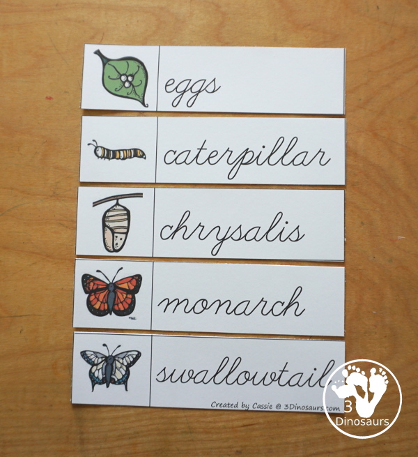 Free Life Cycle of a Butterfly Pack - a 70 page prek and kindergarten and 32 page tot and preschool pack with load of life cycle of butterfly for monarch with different pictures and activities around butterflies - 3Dinosaurs.com